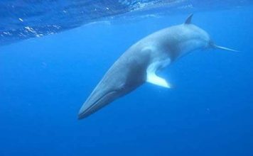 Tình xuyên trái đất của những kẻ khổng lồ