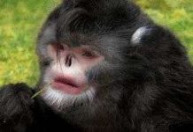 Phát hiện loài khỉ cứ trời mưa là hắt hơi Phát hiện loài khỉ cứ trời mưa là hắt hơi