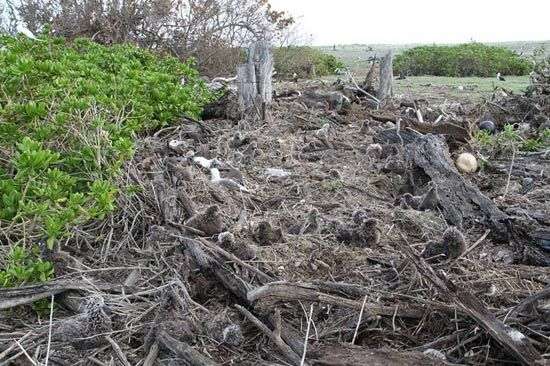 Hàng nghìn chim biển chết vì sóng thần ở Mỹ