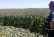 Vòng tròn bí ẩn trên cánh đồng ở Nga