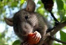 “Giác quan thứ sáu” của não phát hiện được calo