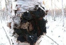 Tìm ra loại nấm có thể chữa bệnh ung thư, HIV/AIDS