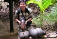 Hạt giống lớn nhất (và kỳ cục nhất) thế giới Hạt giống lớn nhất (và kỳ cục nhất) thế giới