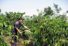 Trừ bệnh trên cà phê bằng chế phẩm sinh học