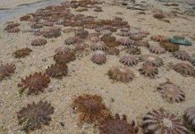 Động vật biển chết hàng loạt ở Nhật