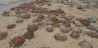 Động vật biển chết hàng loạt ở Nhật