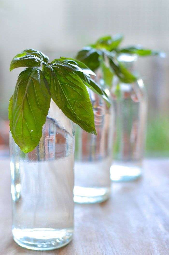 Tự trồng húng quế theo cách thủy canh đơn giản tại nhà