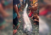 Người dân Philippines lo lắng khi "rồng biển" liên tục xuất hiện