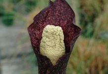 Kỳ lạ loài hoa có mùi xác thối