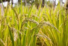 Giống lúa chịu mặn, năng suất cao