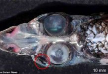 Phát hiện loài cá 4 mắt kỳ lạ có tầm nhìn 360 độ Phát hiện loài cá 4 mắt kỳ lạ có tầm nhìn 360 độ