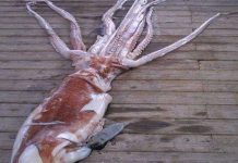 Choáng với mực "khủng long" 90 kg