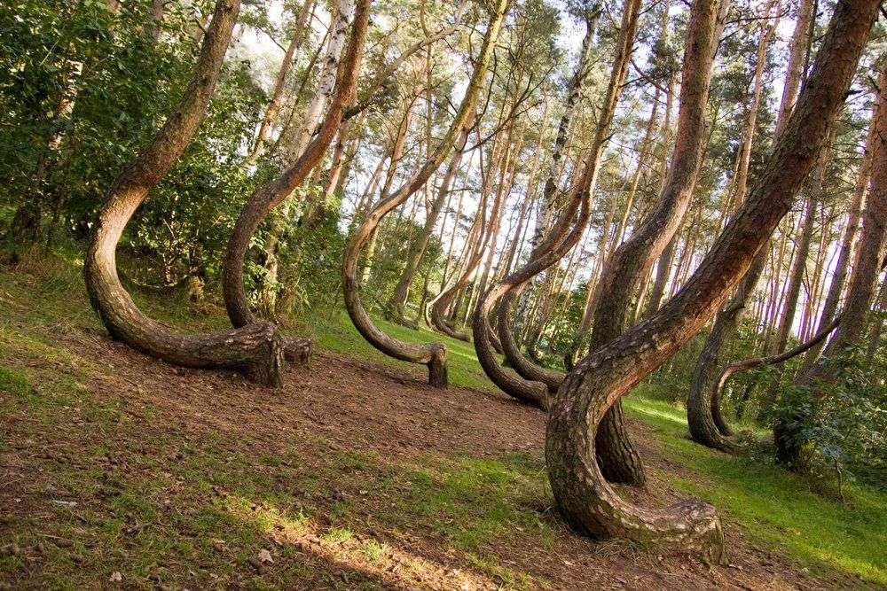 Những rừng cây kỳ lạ nhất trên Trái Đất
