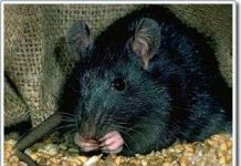 Chuột - bạn đồng hành “thân thiết” của con người