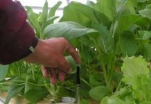 Phân compost làm từ rác hữu cơ sử dụng hiệu quả Phân compost làm từ rác hữu cơ sử dụng hiệu quả