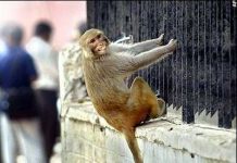 Ấn Độ: Triệt sản cho khỉ