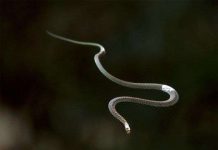 Rắn bay giúp phát triển công nghệ