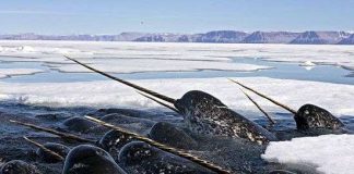 Theo dõi loài kỳ lân biển ở Bắc cực