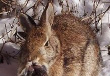 Một con thỏ mọc... ngà