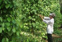 Sử dụng chế phẩm sinh học trong canh tác hồ tiêu