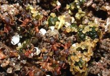 Những chuyện lạ về thế giới kiến