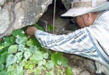 Núi đá vôi Kiên Giang - vốn quí về đa dạng sinh học