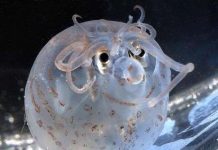 Luôn mỉm cười như mực mỏ heo