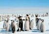 Chim cánh cụt hoàng đế Nam Cực nhiều gấp đôi