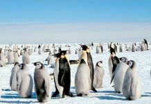 Chim cánh cụt hoàng đế Nam Cực nhiều gấp đôi