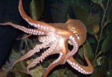 Bạch tuộc thông minh hơn chúng ta tưởng