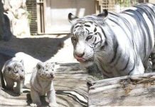 Hổ trắng nuôi nhốt lần đầu chào đời ở Nhật