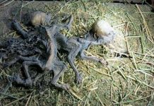 Phát hiện hai xác khô bị nghi là quái vật hút máu