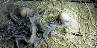 Phát hiện hai xác khô bị nghi là quái vật hút máu