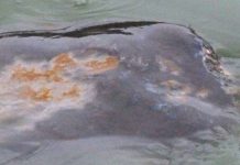 Vết thương trên lưng cụ Rùa ngày càng nghiêm trọng