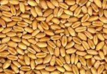 Sản xuất chất dẻo từ hoa quả