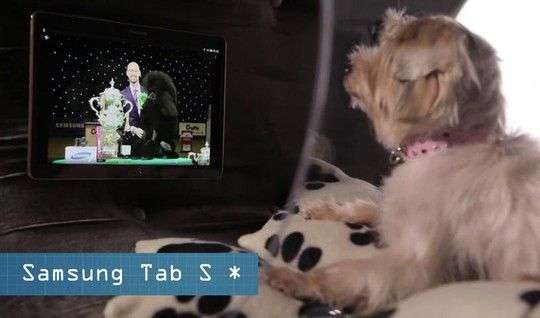 Ra mắt nhà thông minh dành cho chó cưng giá 20.000 bảng Anh
