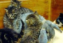 Thỏ cưu mang mèo con Thỏ cưu mang mèo con