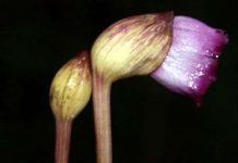 Tai đất Aeginetia - Loài thực vật chuyên đi ăn bám