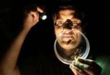 Thuốc diệt côn trùng có thể diệt 3 thế hệ gián