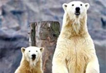 Greenland: Ra hạn ngạch săn bắn gấu trắng Bắc cực Greenland: Ra hạn ngạch săn bắn gấu trắng Bắc cực