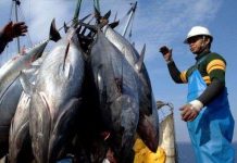 Thái Bình Dương trước nguy cơ cạn kiệt nguồn cá ngừ