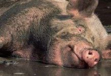 Những hiểu lầm về loài heo mà mọi người mắc phải Những hiểu lầm về loài heo mà mọi người mắc phải