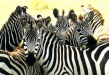 Sự thật ngựa vằn là trắng sọc đen hay đen sọc trắng?