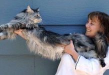 Con mèo dài nhất thế giới qua đời