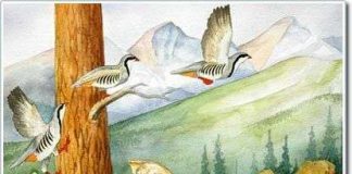 Chim học cách bay như thế nào?