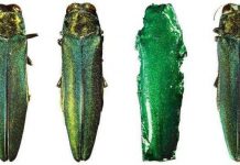 Sát thủ phóng điện diệt bọ cánh cứng lúc giao phối