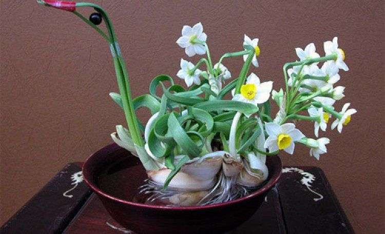 Cách trồng hoa thủy tiên đón Tết cho năm mới an lành
