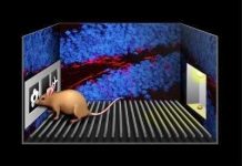 Tế bào não mới sinh cải thiện khả năng định hướng của con người