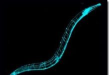 Hợp chất Hyđrô sunfua: Chìa khóa cho việc kéo dài tuổi thọ