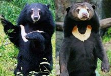 Giải mã bí ẩn ‘quái thú’ cắn đứt đầu chó ở Quảng Ngãi